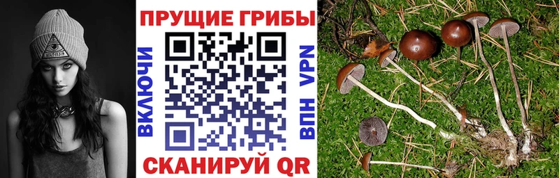 Купить закладки  Тихвин  Галлюциногенные грибы Psilocybine cubensis 